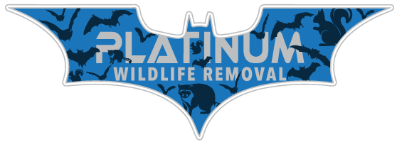 Wildlife Removal De Kalb County